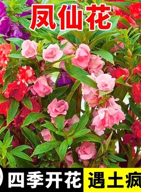 重瓣凤仙花种子四季春秋播种指甲花种籽室内外儿童盆栽套装花籽孑