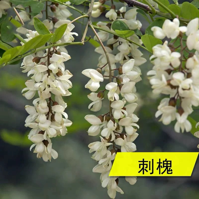 蜜源花种子刺槐种子四季