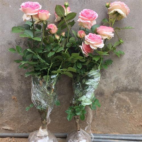 藤本月季之粉色龙沙宝石欧月粉龙花苗中大苗红龙带花苞爬墙爬藤