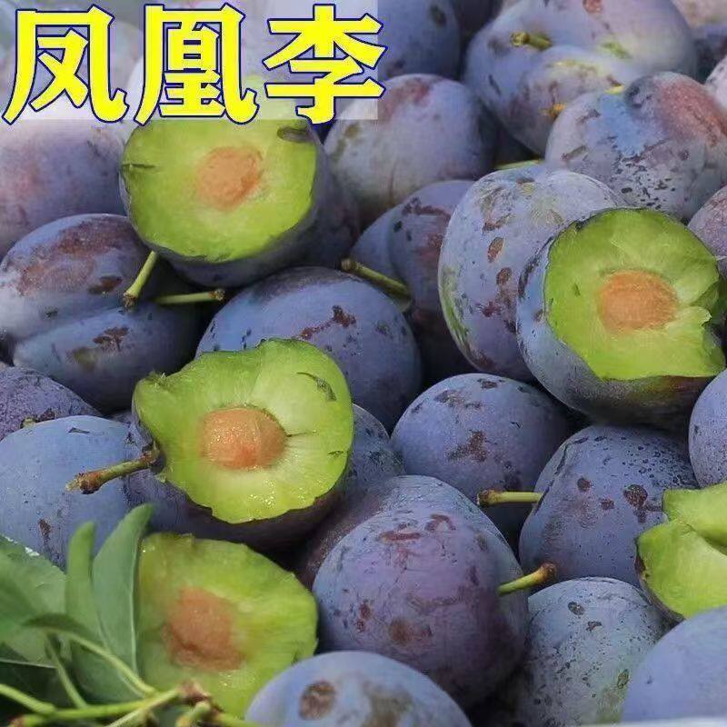 贵州特产五月脆脱骨李子凤凰李当季新鲜农家现摘孕妇酸水果包邮