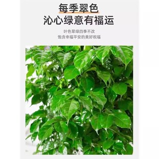 1-1.1米丛生幸福树盆栽新家乔迁室内客厅办公室好养易活植物绿宝