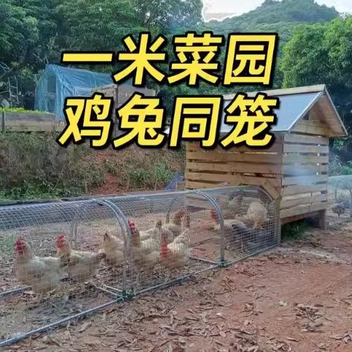 网红散养走地鸡笼隧道跑道笼子