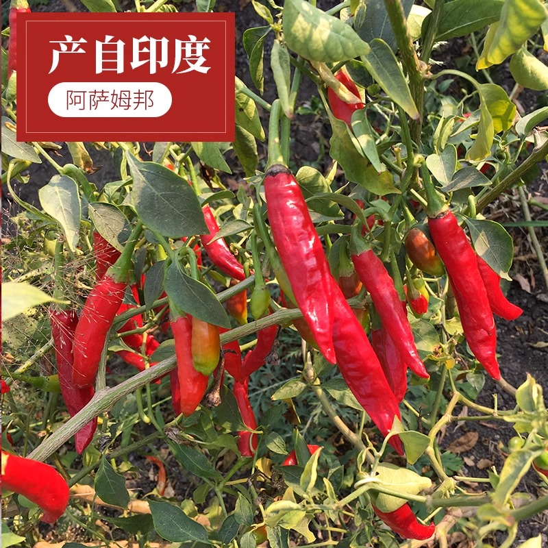 变态辣印度魔鬼辣椒香辣特辣超辣王农家干辣椒商用可磨粉面海椒面