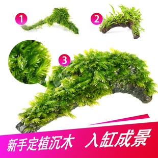 莫丝沉木水草鱼缸水族造景莫丝树蕨类草凤尾苔树体植物懒人 E新品