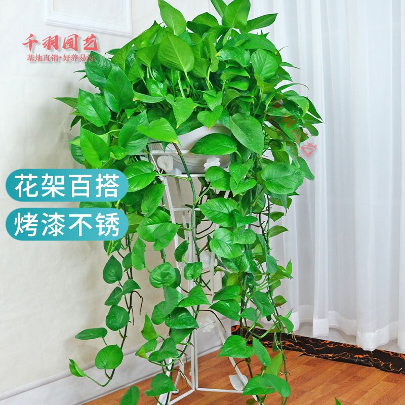 极速大绿萝吸g甲醛盆栽室内花卉植物长藤四季常绿水培土养办公客