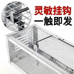 sensitivity clp mouse the rat high trap weasel