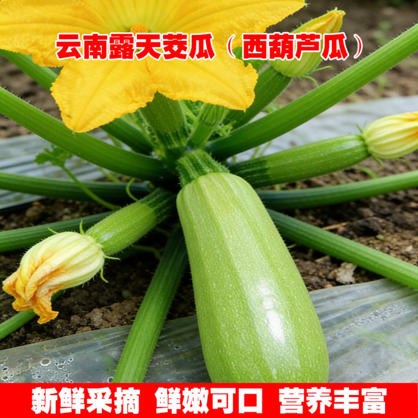 云南新鲜西葫芦茄瓜产地直发鲜嫩茭瓜5斤