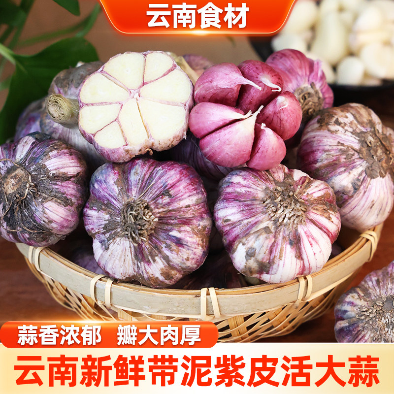 滇鲜生云南本地新鲜紫皮多瓣大蒜