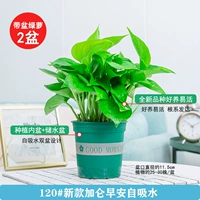 12.0 бутик -фонд] Green Curon Self -Absorbing 2 Pots+2 удобрения