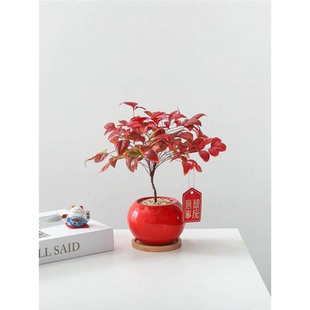 南天竹盆栽室内植物办公桌面懒人好养年宵花过年送礼耐寒绿植盆景