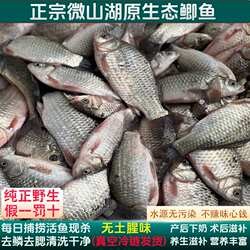 正宗微山湖鲫鱼新鲜活鱼现杀淡水原生态小河鱼孕产妇下奶月子炖汤