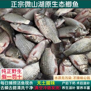 正宗微山湖鲫鱼新鲜活鱼现杀淡水原生态小河鱼孕产妇下奶月子炖汤
