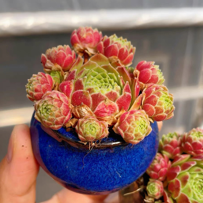 多肉植物 爱德华球小群 满18包邮 默认脱土发货