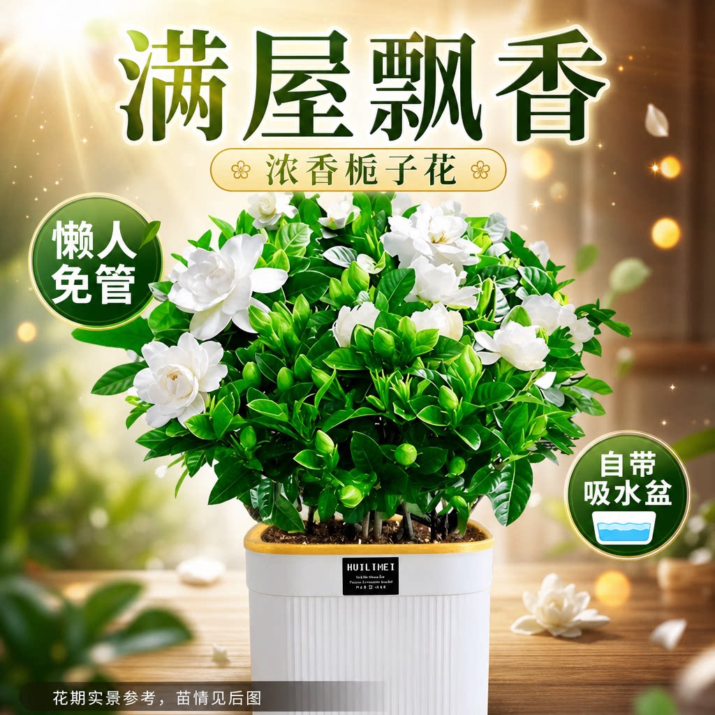 栀子花盆栽四季开花树苗图片