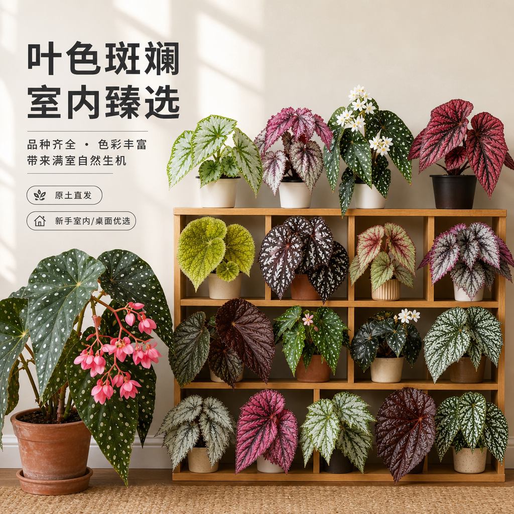 秋海棠盆栽色彩丰富新手友好图片