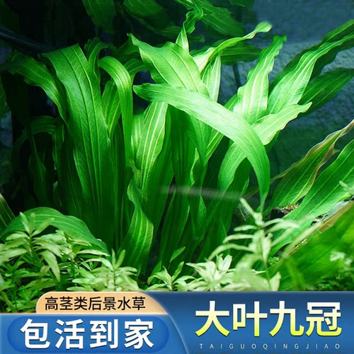 大叶九冠鱼缸造景专用阴性水草