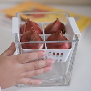 4颗荷兰进口郁金香种球方水培盆套装 开花易活好养水培阳台花植物