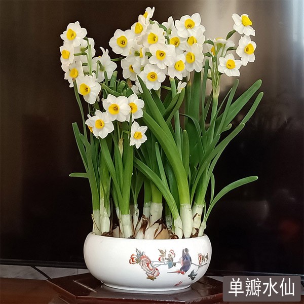 水仙花盆栽水养水培花卉植物室内花好养易活洋水仙花卉耐寒种球籽