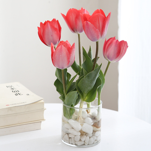 5颗荷兰进口郁金香种球水培套装 大球大玻璃瓶水养花卉