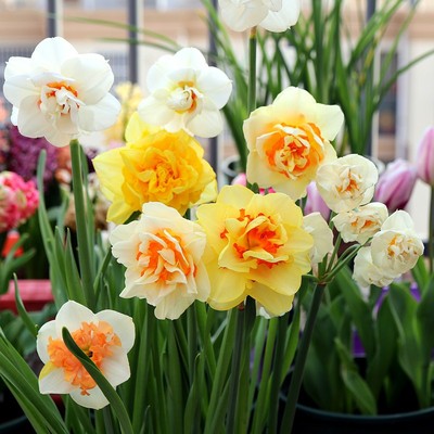 5颗洋种球紫曼月四季水仙花