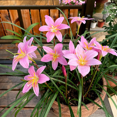 15颗风雨兰种球夏季开花盆栽