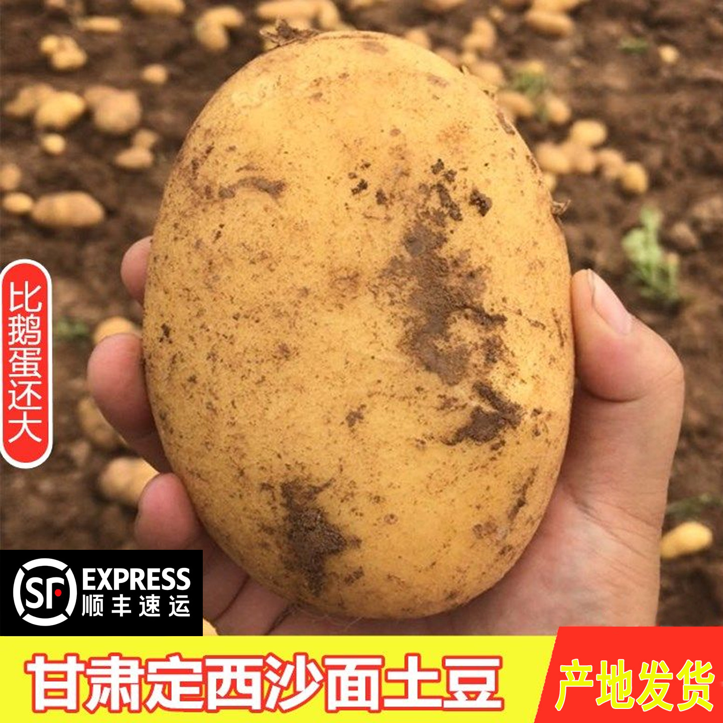 【顺丰快递】正宗甘肃土豆新鲜当季定西土豆黄心沙面5斤9斤净重