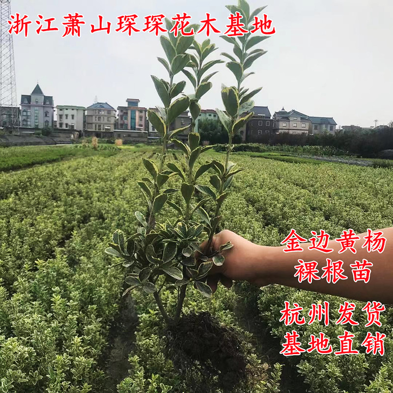 金边黄杨苗金边冬青篱笆苗围墙绿篱植物庭院园林绿化苗四季常青