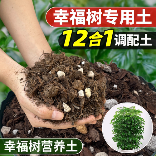 幸福树专用土营养土家用盆栽种植