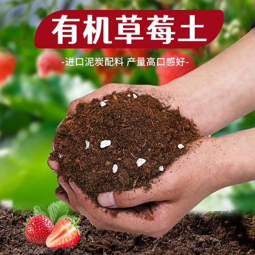 花大师草莓土果多好吃口甜有机