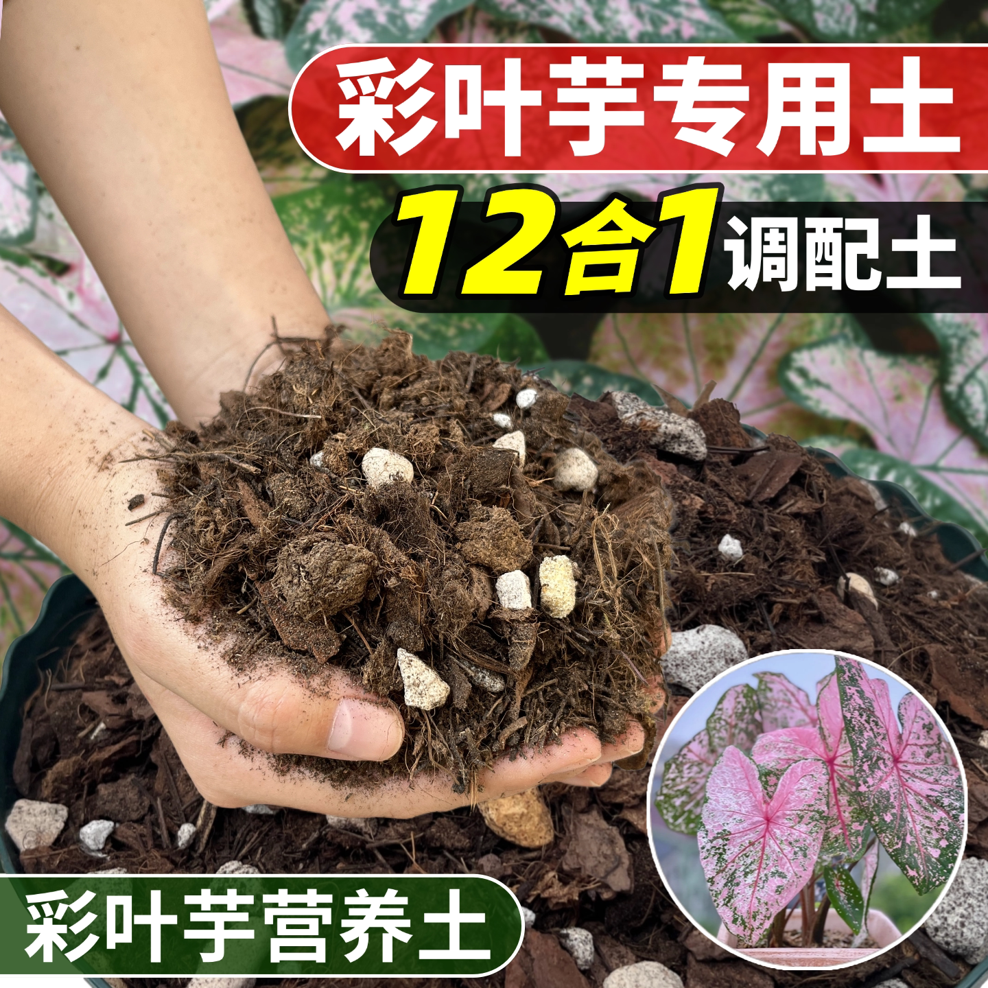 彩叶芋专用土营养土盆栽大叶绿植土壤热植颗粒土海芋象耳芋竹芋土图片