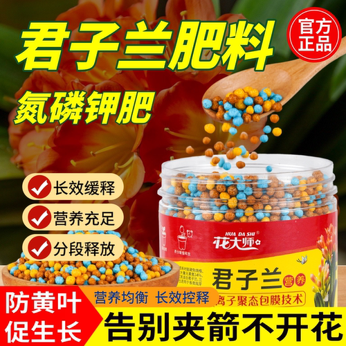 君子兰告别夹箭不开花长效缓释