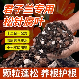 君子兰专用营养土兰花土腐叶松针土旗舰店天然精品泥炭土盆栽种植