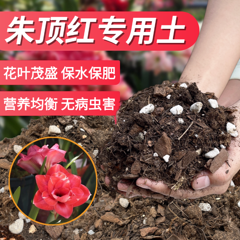 花大师朱顶红种球营养土粗颗粒土