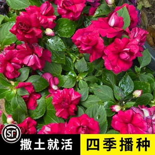 凤仙花种子重瓣茶花阳台盆栽室内学生实验四季 易种花草指甲花种籽