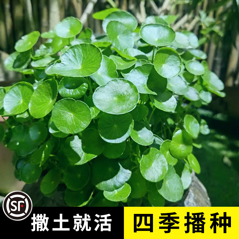 水养铜钱草草籽种子大叶子特大子种种籽水培植物花卉招财盆栽室内