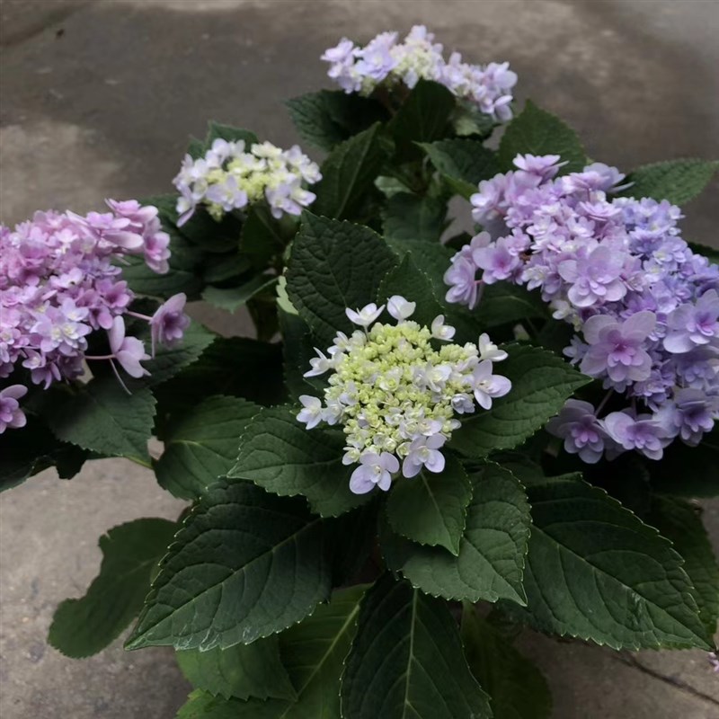 绣球花美观无尽开花爆米花带醉夏c花盆栽各色蝶一般手鞠不含盆春