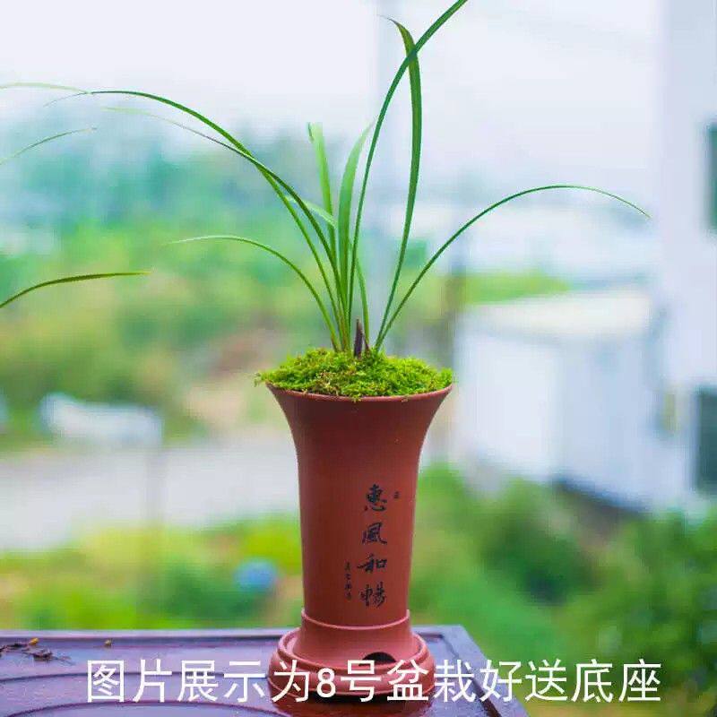 【红娘】兰花名贵盆栽兰花苗建兰带花苞四季兰国兰室内客厅兰草