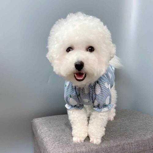 猫狗衣服纸样泰迪比熊法斗小型菠萝裙子图纸宠物衣服样版手工diy