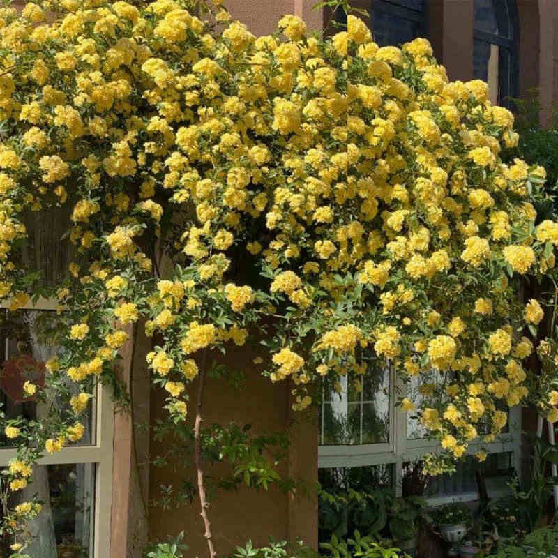 黄木香花苗盆栽大苗浓香花卉七里香阳台庭院爬藤垂吊植物老桩四季图片