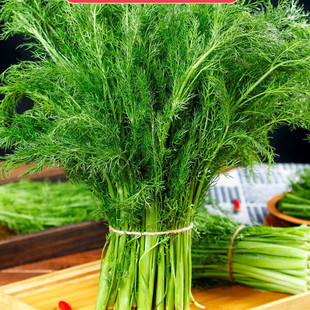 新鲜茴香菜现摘茴香苗不带根包饺子馅料农家小茴香菜蔬菜