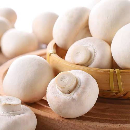 口蘑白蘑菇盒装新鲜食用菌菇白菇