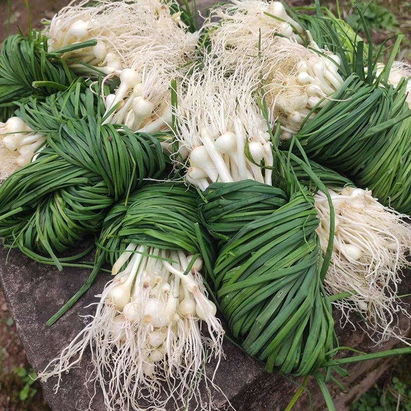 贵州野葱新鲜野山葱野生小根葱野胡葱薤白香葱野菜小葱现挖现大葱
