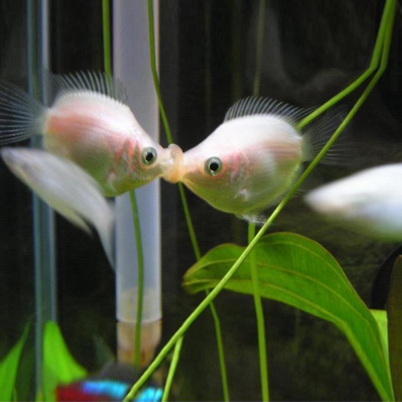 吻嘴鱼接吻鱼好养小鱼活观赏鱼淡水热带桌面书桌亲嘴鱼亲亲鱼活鱼
