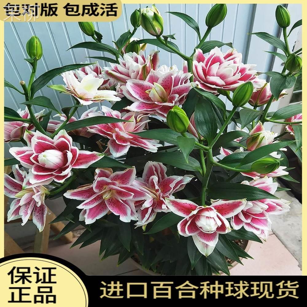 香水百合种球重瓣浓香型四季开花花卉种籽进口百合花种球鲜花盆栽