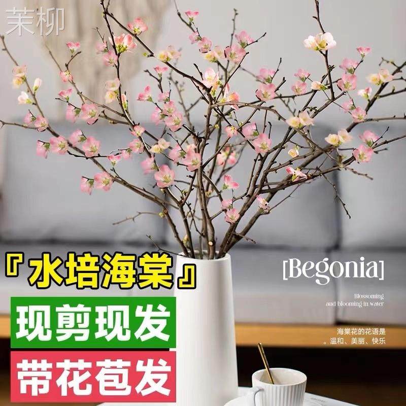 水培植物海棠花枝鲜花海棠干枝水养绿植盆栽室内珍珠李花卉客厅养