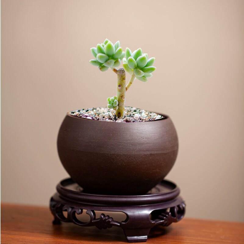 紫砂花盆清仓价送底座托盘金枝玉叶花盆专用蝴蝶兰发财树陶瓷盆图片