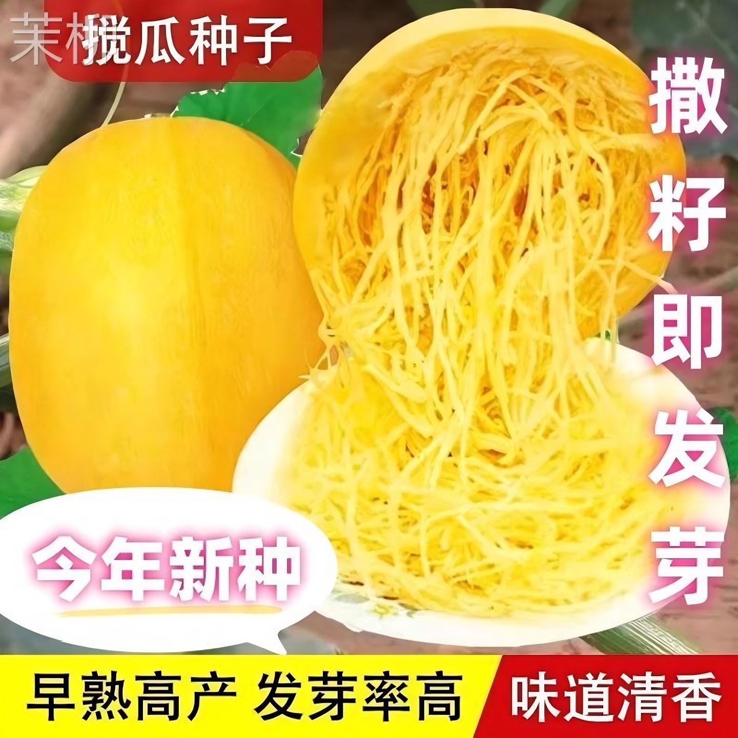 金丝绞瓜种子天然粉丝南瓜种凉拌金丝瓜四季阳台金丝搅瓜蔬菜种子