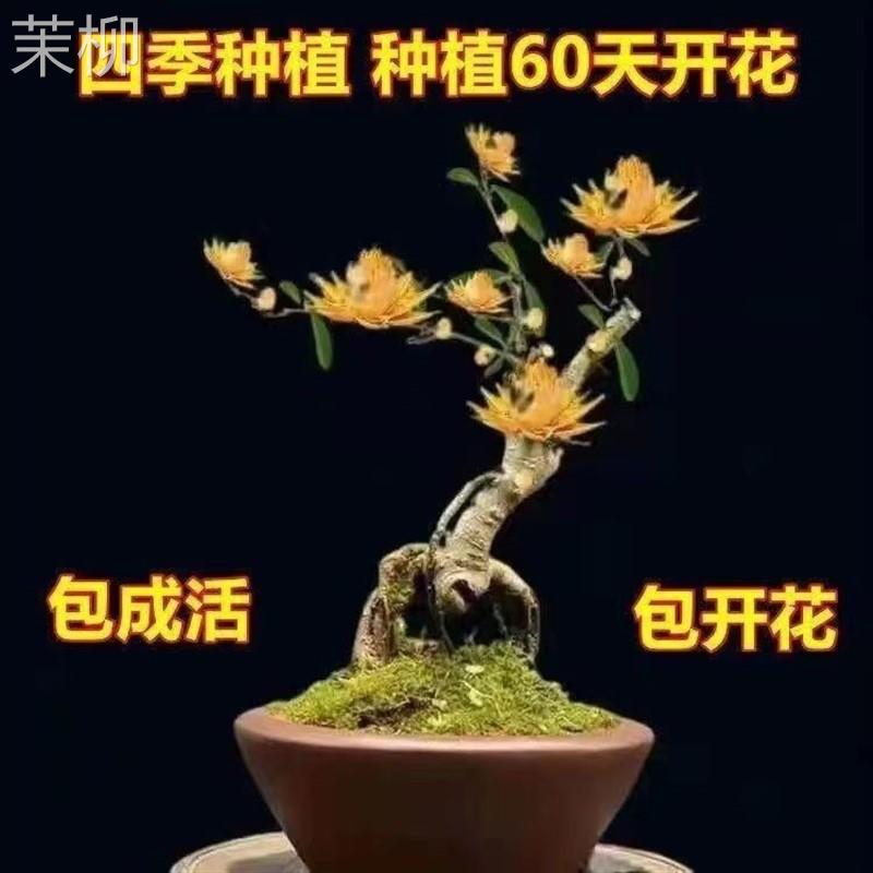 檀香耐寒南北方金莲花种植聚财