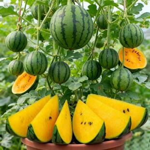 盆栽黄金宝小西瓜种子黄心西瓜种子黄金宝小西瓜种子蔬菜瓜果种子