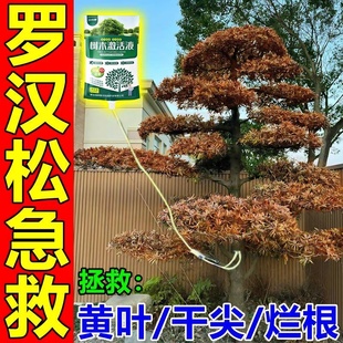 罗汉松专用营养液松树叶枯病黄叶烂根白粉专用药大型黑松树复活